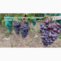 Продам Саджанці винних та столових сортів винограду