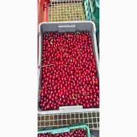 Продам вишні оптом