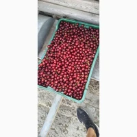 Продам вишні оптом