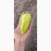 Перець Кантата сорт