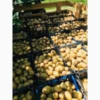 Продам молоду картоплю з поля