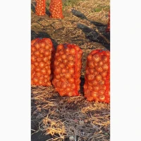 Продам цибулю