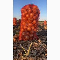 Продам цибулю