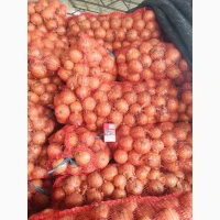 Продам цибулю