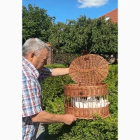 Білі весільні голуби