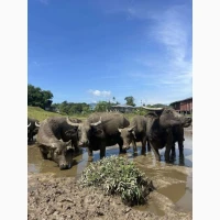 Водяной буйвол, буйволицы, молодые буйволы с доставкой