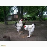 Продам петуха Брама