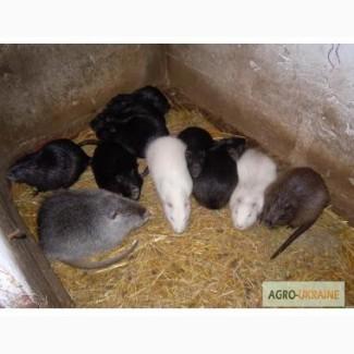 Нутрия продам