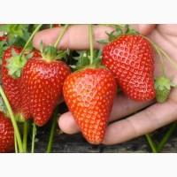 Продам розсаду полуниці Альбіон, Джолі, Брілла в касетах з доставкою по Україні