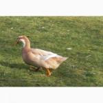 Утки породы Саксонская (Saxony Ducks)