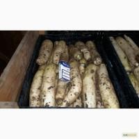 Продам редьку Дайкон