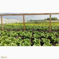 Продам салат Ромен