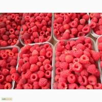 Куплю малину оптом дорого Черниговская обл
