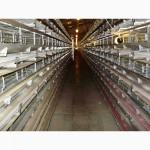 Клеточное оборудование для содержания перепелов-несушек ОКП