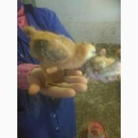 Продаж курчат