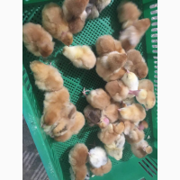 Продам суточні циплята породи Мастер, Редбро