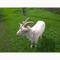 Прдам дойную козу