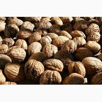Куплю нечищений грецький горіх