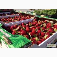 Продам клубнику сорт клери альбион супер качество