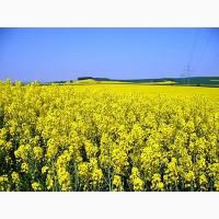 Закупляємо Ріпак оптом (Гмо і без Гмо)