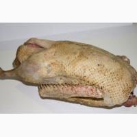 Продам мясо, тушку гуся( гусятина)
