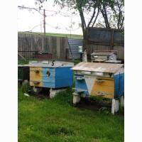 Продам ПАСІКУ