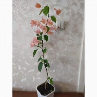 Цветущия куст Бугенвиллия