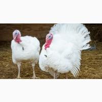 Индюшата Биг-6. Хайбрид