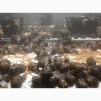 Продам маточное стадо улитки Helix Aspersa Muller