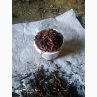 Продам червя для рыбалки