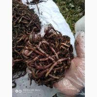 Продам червя для рыбалки