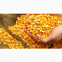 Продам кукурудзу