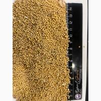 Прдам горчицу белую из Казахстана