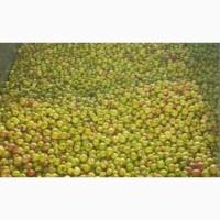 Купуємо яблука на переробку. Суми, Полтава, Харків, Кропівницький, Днепр