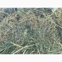 Сіно люцерни