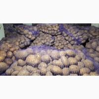 Продам картоплю
