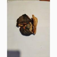 Продам трутовик облямований