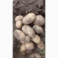 Продам миту та немиту молоду картоплю