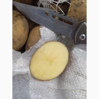 Продам миту та немиту молоду картоплю