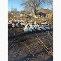 Продам качок мулардів живою вагою