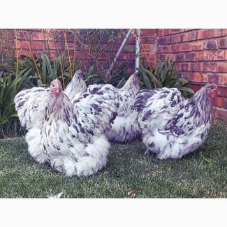 Яйце інкубаційне.Курчата, Орпінгтон - блакитний, спліш, зозулений