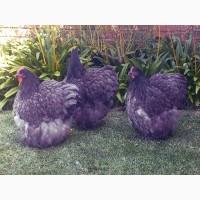 Яйце інкубаційне.Курчата, Орпінгтон - блакитний, спліш, зозулений