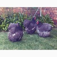 Яйце інкубаційне.Курчата, Орпінгтон - блакитний, спліш, зозулений