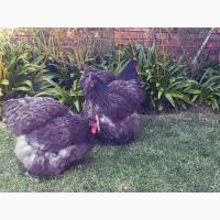 Яйце інкубаційне.Курчата, Орпінгтон - блакитний, спліш, зозулений