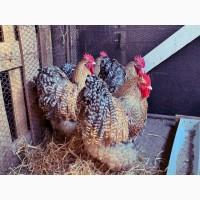 Яйце інкубаційне.Курчата, Орпінгтон - блакитний, спліш, зозулений