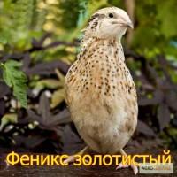 Продаю перепелів Англійська білогруда