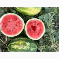 Продам кавун