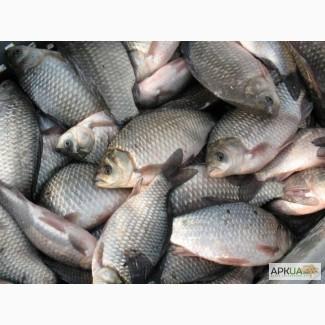 Закуповуємо річкову, а також ставкову рибу. Оптом. Самовивіз. Ціна – договірна