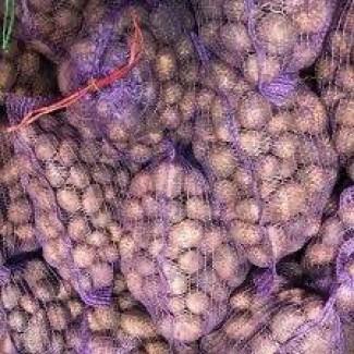 Посадкова картопля Саншайн Полтавська область купити якісну, роздріб від 10 кг