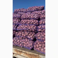 ПРОДАМ картофель